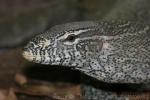 Nile monitor *