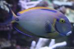 Black-spot surgeonfish