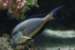 Sohal surgeonfish