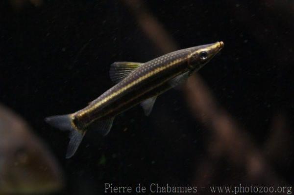 Ternetz' anostomus