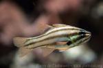 Sevenstriped cardinalfish *