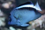 Griffis angelfish