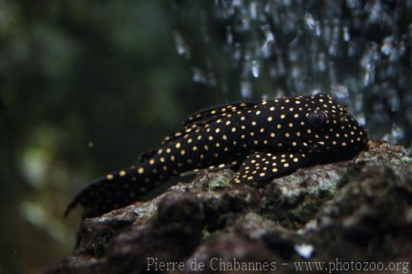 Snowflake pleco