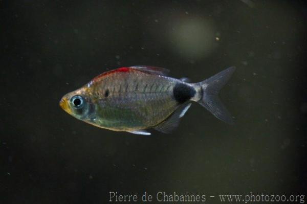 Breuseghem's tetra