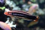 Crescent-tail hogfish