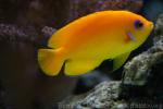 Lemonpeel angelfish *