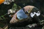 Hooded butterflyfish *