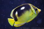 Fourspot butterflyfish