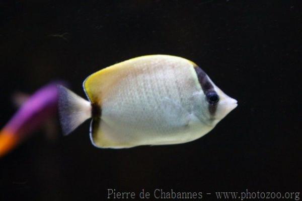 Reef butterflyfish *