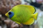 Bluecheek butterflyfish