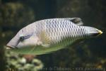 Humphead wrasse