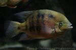 Chisel-tooth cichlid