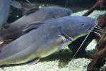 Widehead catfish