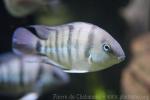 Cutter's blue-eyed cichlid