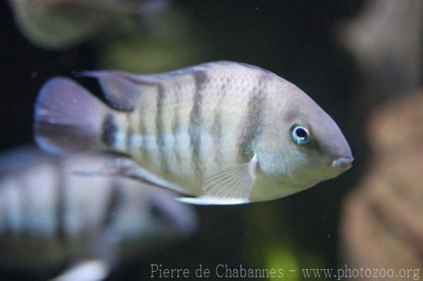 Cutter's blue-eyed cichlid