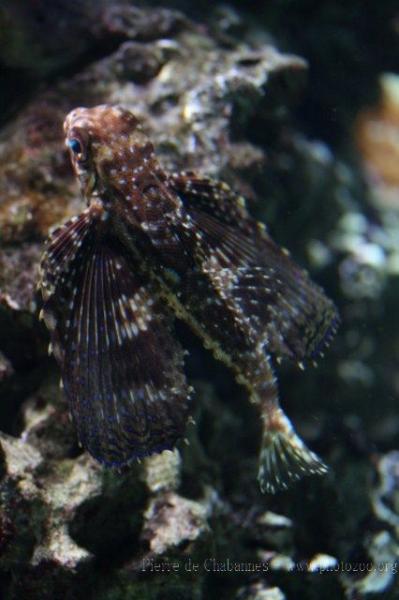 Oriental flying gurnard