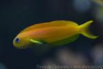 Persian blenny