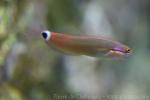 Tail-spot combtooth-blenny *