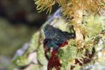 Sailfin blenny