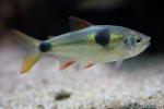 Bucktooth tetra