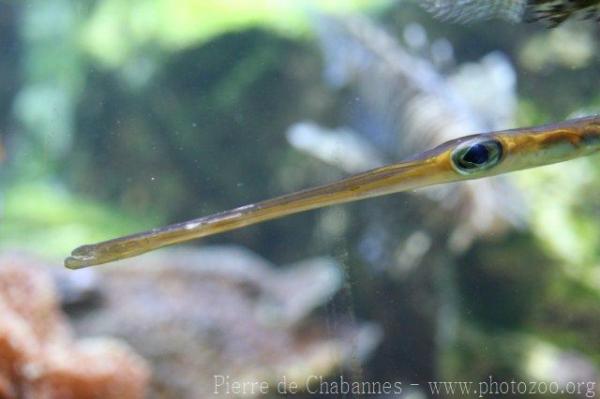 Bluespotted cornetfish *