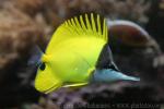 Yellow longnose butterflyfish *