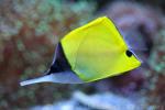 Longnose butterflyfish