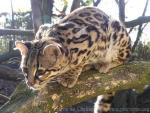 Margay *