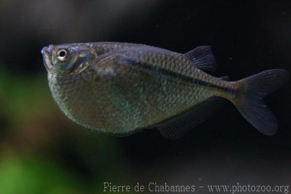 River hatchetfish