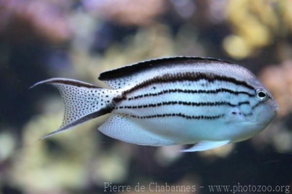 Blackstriped angelfish