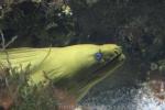 Green moray *