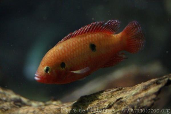 Bijagos islands jewel fish *