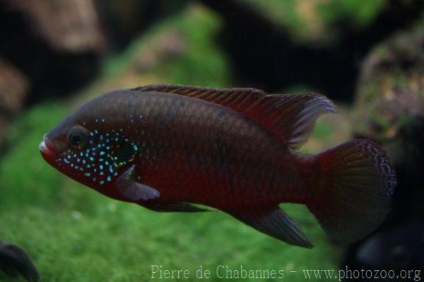 Olunga jewel cichlid *