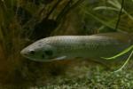 African bonytongue *