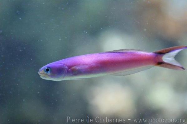 Purple sand tilefish *