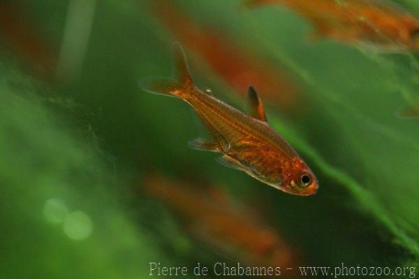 Ember tetra