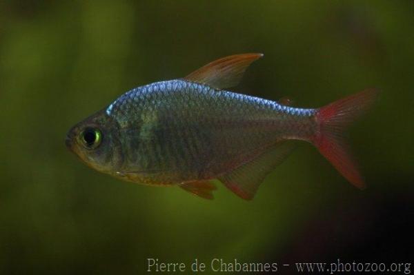 Acandi river tetra *