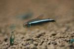 Black neon tetra *