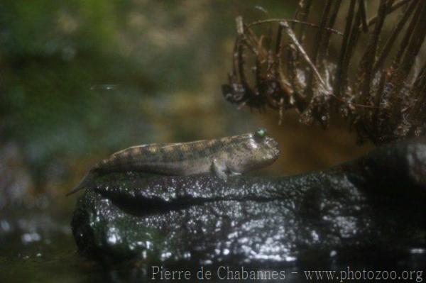 Barred mudskipper