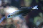 Blackfin dartfish