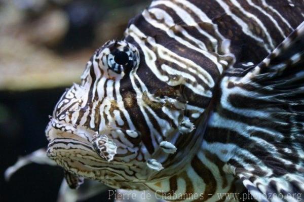 Red lionfish