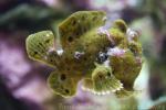 Painted frogfish