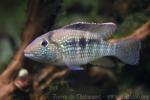 Inca cichlid