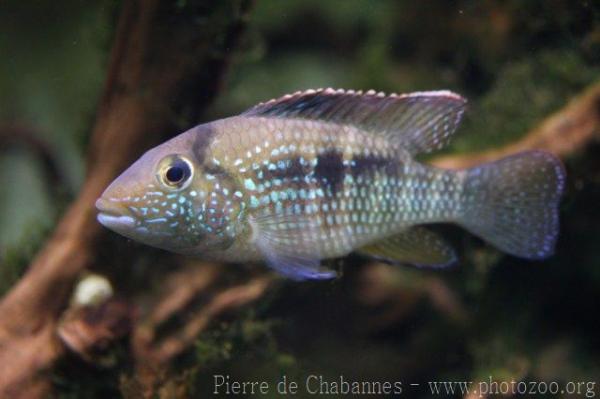 Inca cichlid