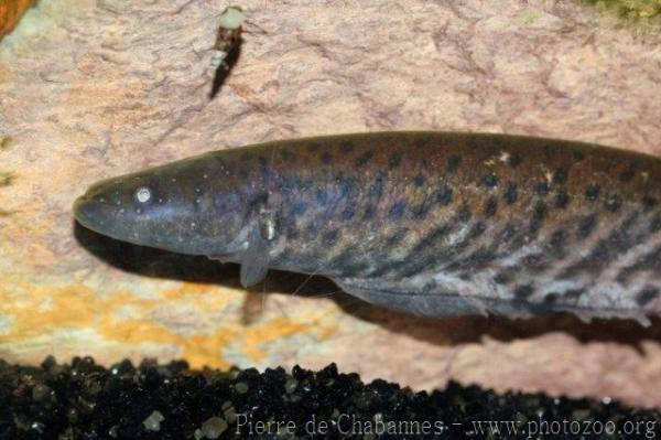 Banded knifefish