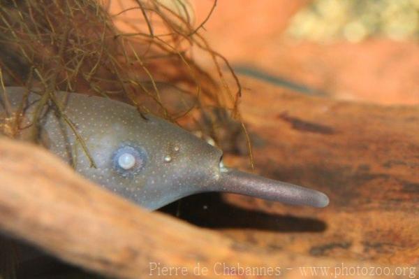 Elephantnose fish