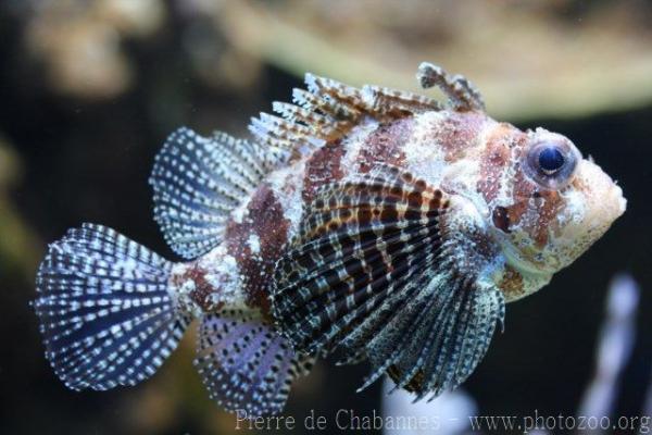 Shortfin turkeyfish