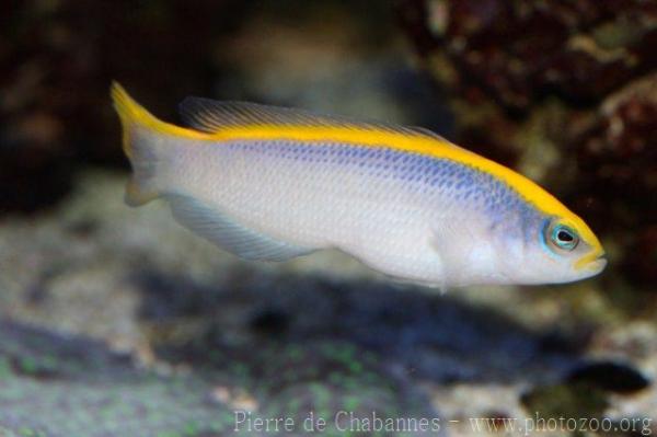 Sunrise dottyback