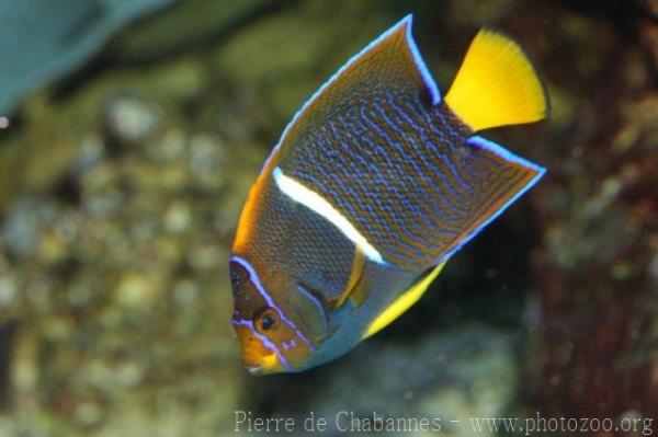 King angelfish