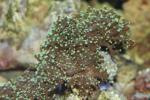 Frogspawn coral